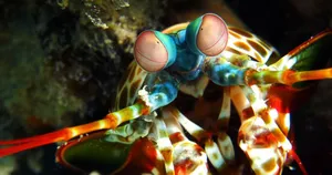 An image uploaded to Strapi called this-shrimp-is-awesome